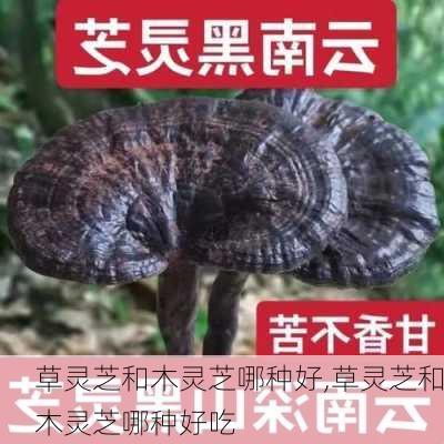 草灵芝和木灵芝哪种好,草灵芝和木灵芝哪种好吃