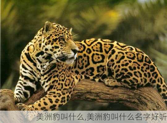 美洲豹叫什么,美洲豹叫什么名字好听