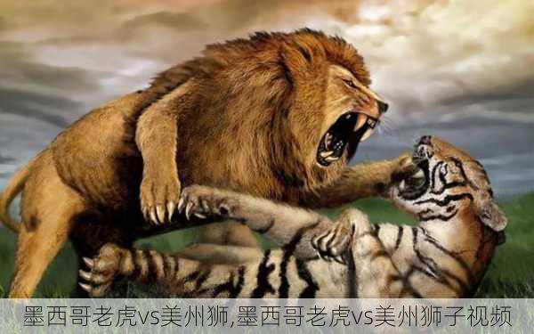 墨西哥老虎vs美州狮,墨西哥老虎vs美州狮子视频