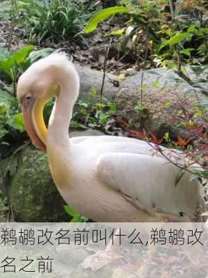 鹈鹕改名前叫什么,鹈鹕改名之前