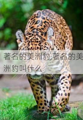 著名的美洲豹,著名的美洲豹叫什么