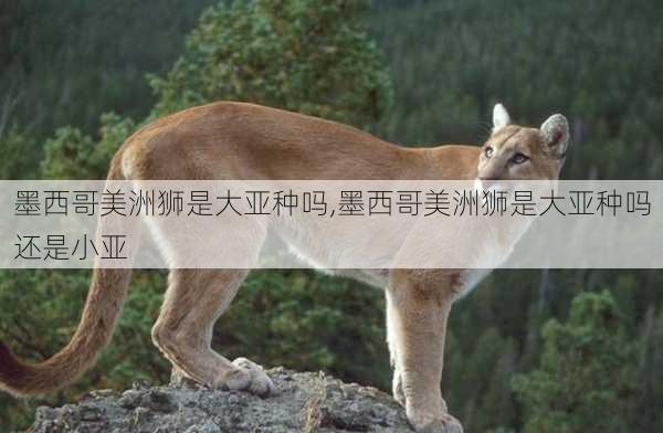 墨西哥美洲狮是大亚种吗,墨西哥美洲狮是大亚种吗还是小亚