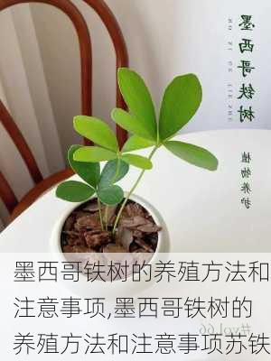 墨西哥铁树的养殖方法和注意事项,墨西哥铁树的养殖方法和注意事项苏铁