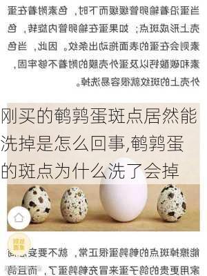 刚买的鹌鹑蛋斑点居然能洗掉是怎么回事,鹌鹑蛋的斑点为什么洗了会掉