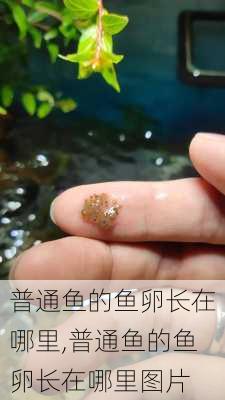 普通鱼的鱼卵长在哪里,普通鱼的鱼卵长在哪里图片