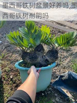 墨西哥铁树盆景好养吗,墨西哥铁树耐阴吗