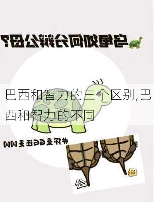 巴西和智力的三个区别,巴西和智力的不同